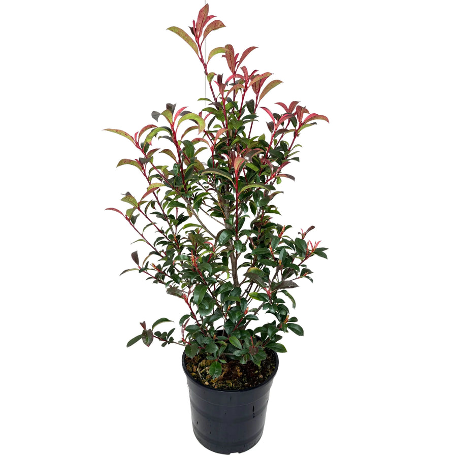 photinia compacta - pianta in vaso con foglie rosse e verdi