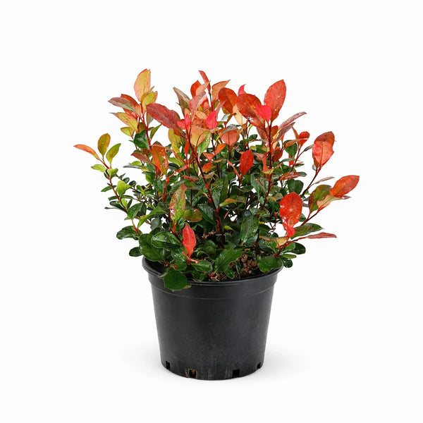 Photinia fraseri little red D.18 cm