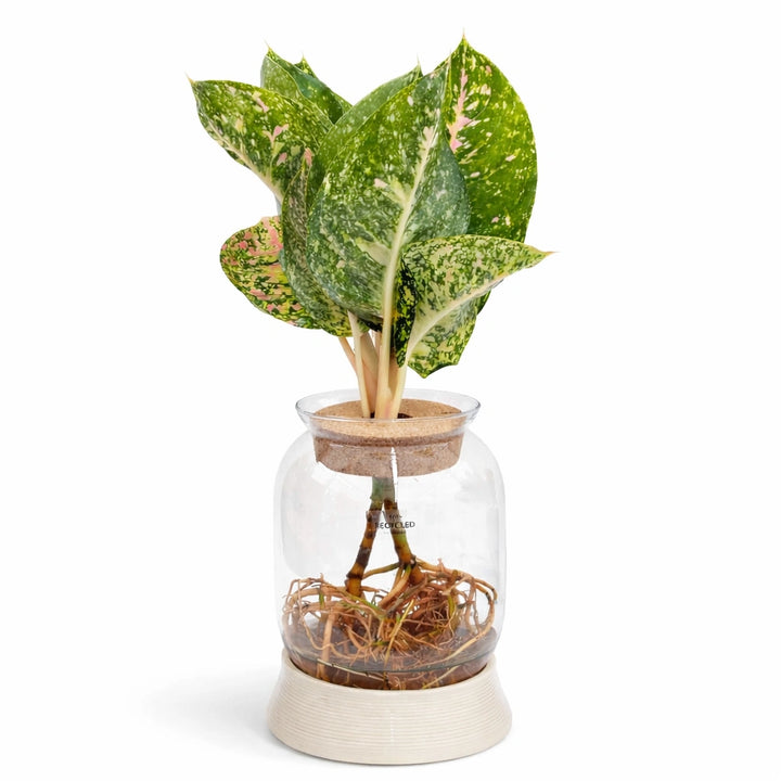 Piante verdi mix in idrocultura con Led