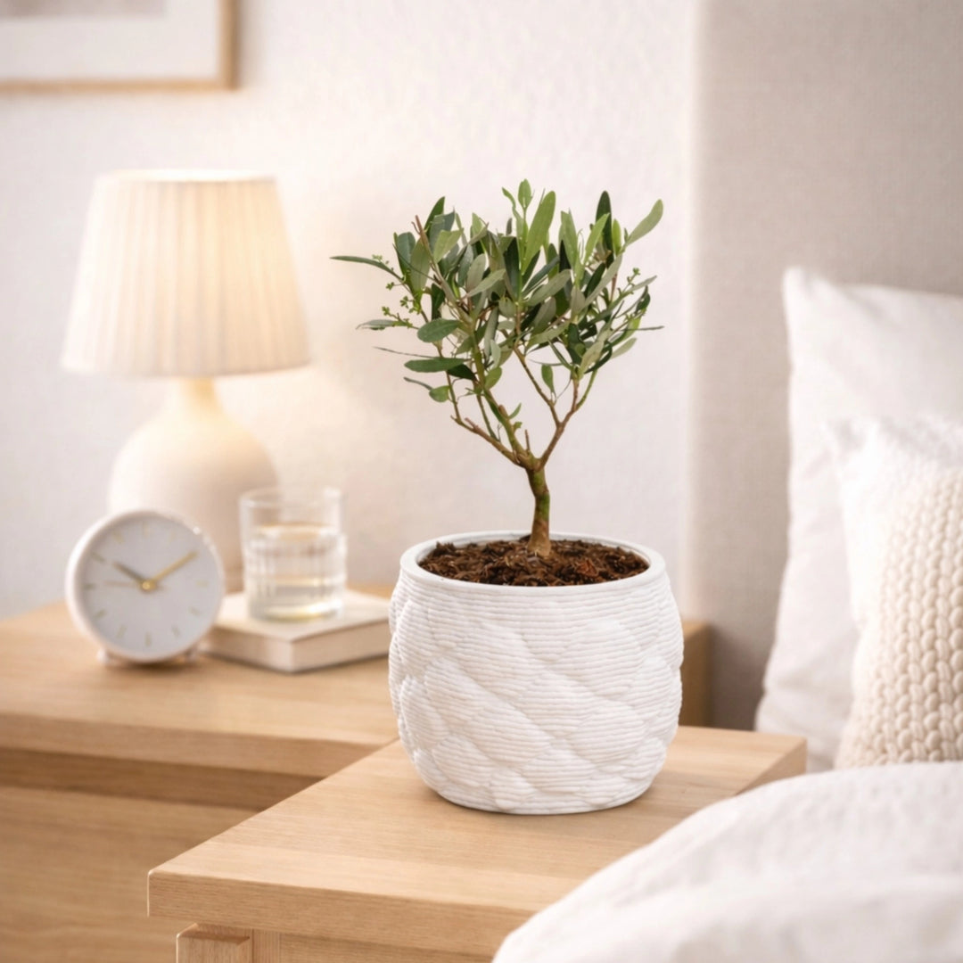 Bonsai Olivo in vaso artigianale - dettaglio delle foglie e dei rami