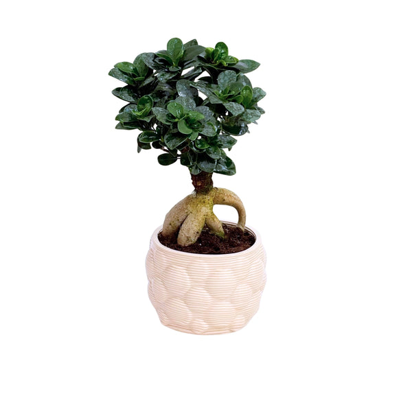 Bonsai Ficus Ginseng in vaso artigianale Alba D. 12 H. 30 CM