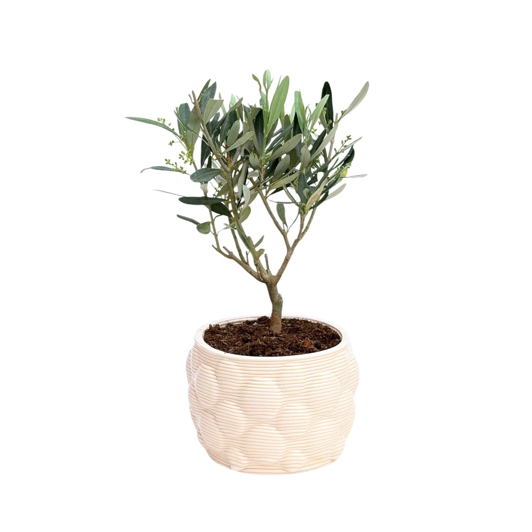 Bonsai Olivo in vaso artigianale Alba - vista frontale completa