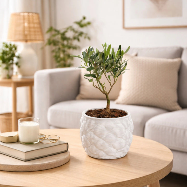 Bonsai Olivo in vaso artigianale Alba - vista laterale con vaso in ceramica