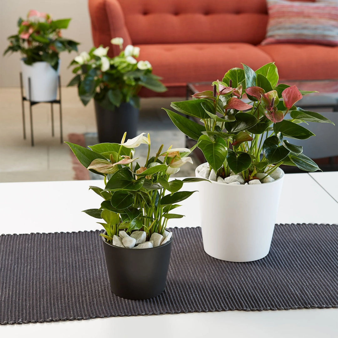Piante ornamentali in vaso Dallas nero e bianco su tavolino moderno – arredo verde per interni con design contemporaneo