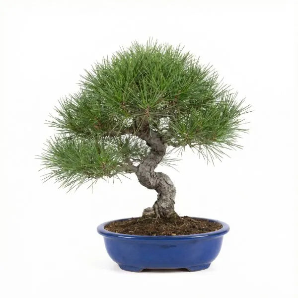 Bonsai Pinus halepensis 12 anni - Collezione Premium