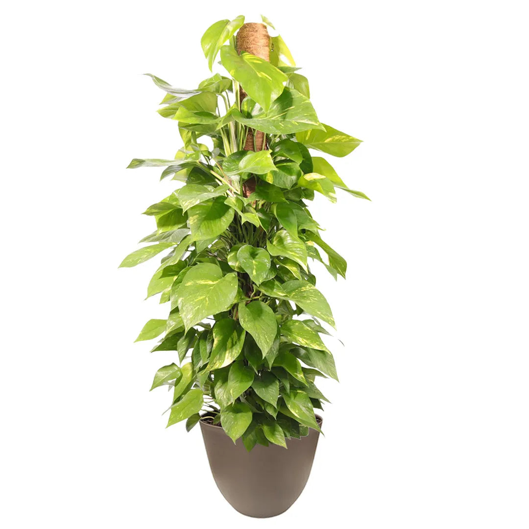 Pothos Scindapsus Aurea in vaso tortora - pianta con tutore verticale e foglie variegate