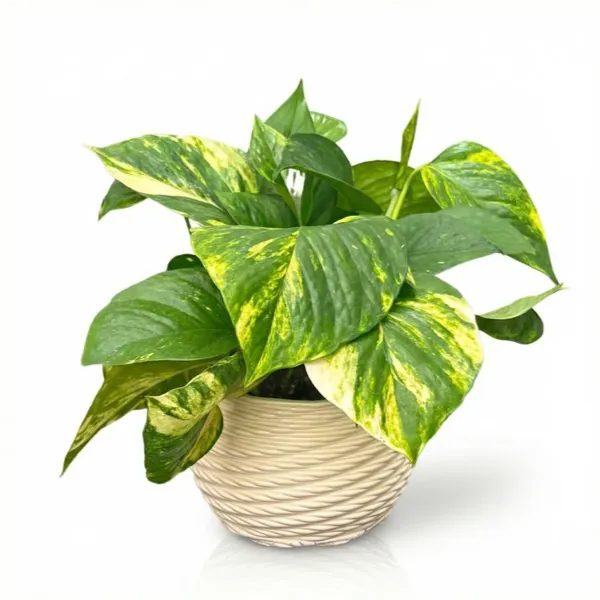 Pothos scindapsus aurea in vaso di ceramica "Carina"