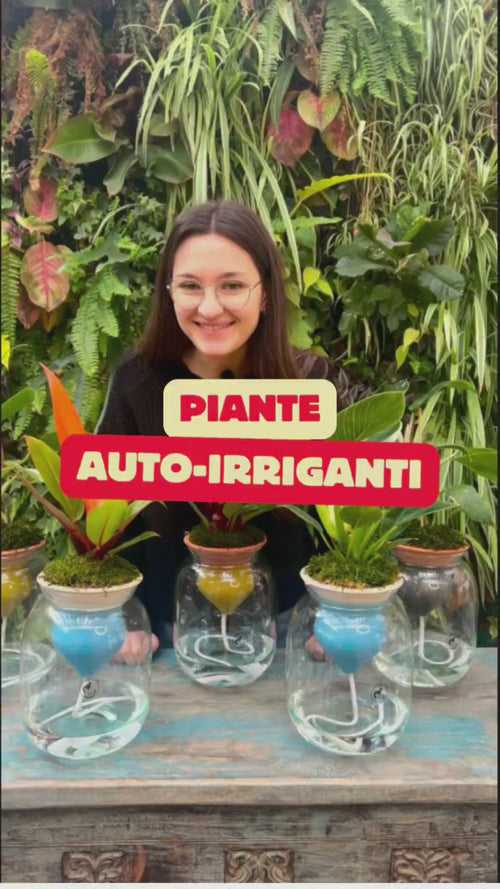 Dimostrazione del sistema IDROTERRA con cono in terracotta e vaso in vetro: irrigazione automatica con cordicella assorbente, ideale per piante da interno sostenibili a bassa manutenzione

