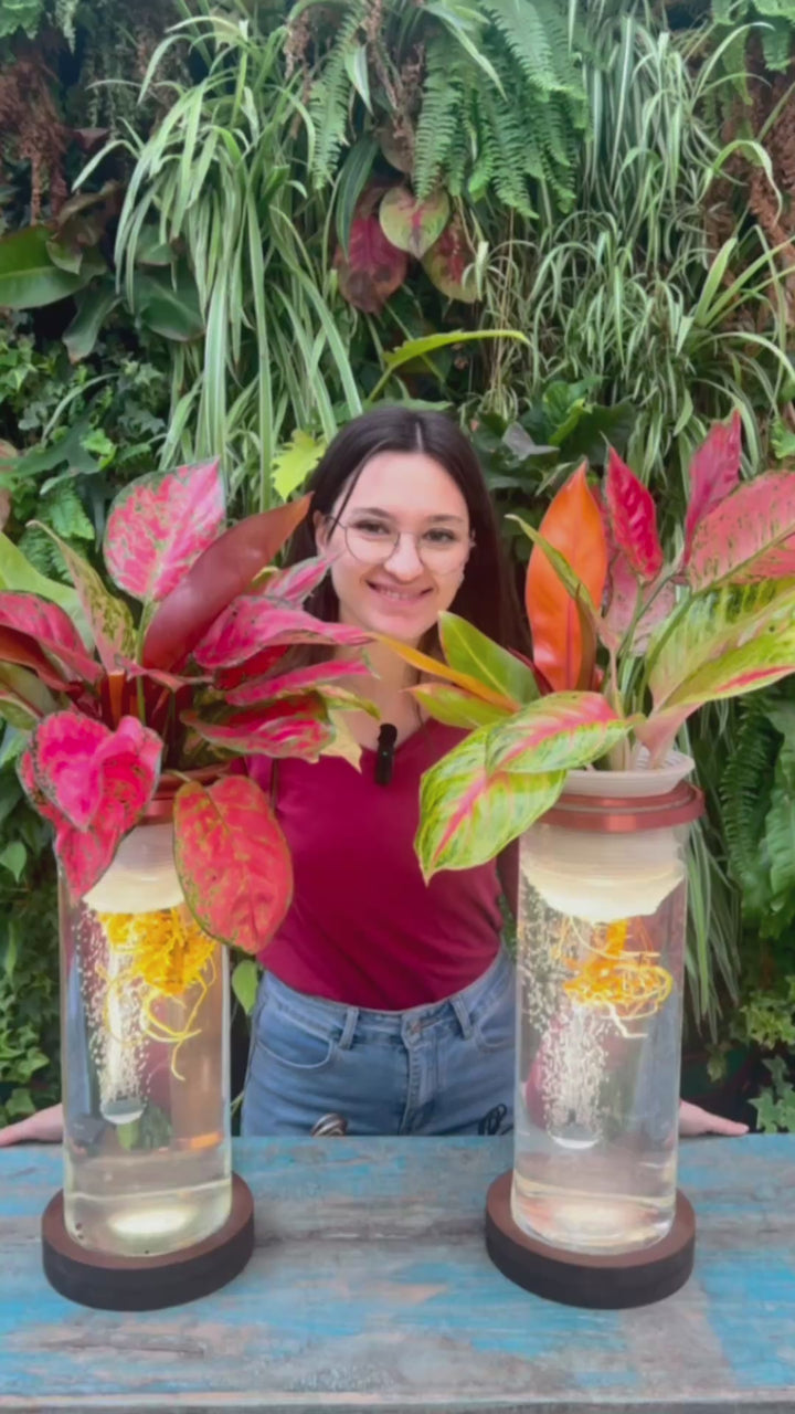 AcquaLum - Il Lume Botanico che Unisce Natura e Design