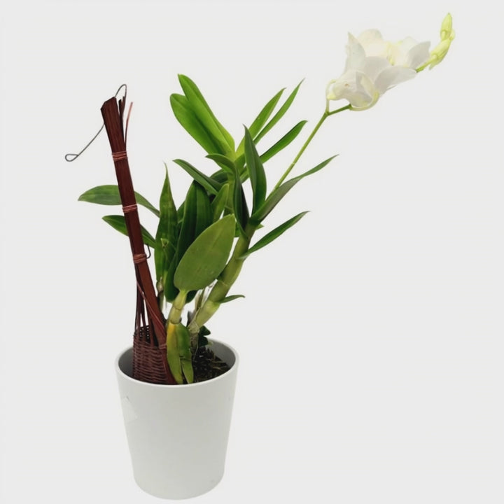 Dendrobium Thailandese: Orchidea Tropicale di Eleganza Esotica