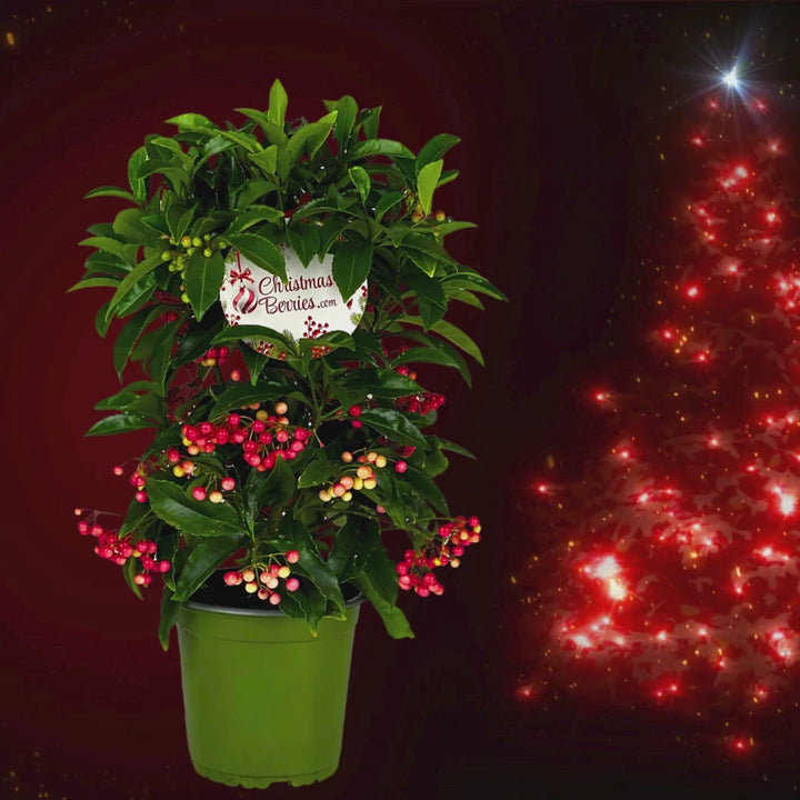 Ardisia crenata vaso H.35 cm