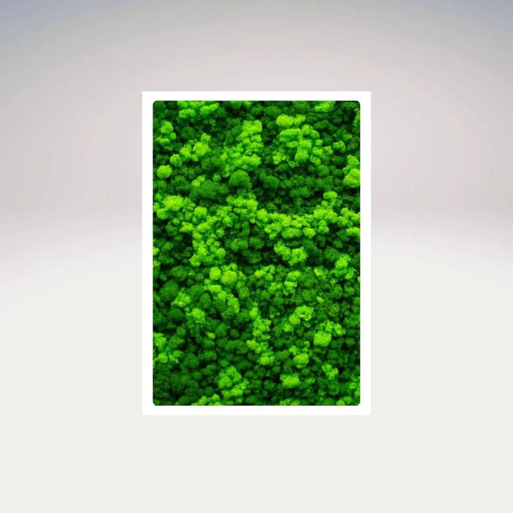 Quadro muschio stabilizzato rettangolare con cornice bianca e texture