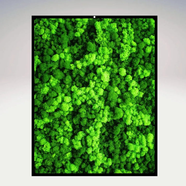 Dettaglio di quadro muschio stabilizzato rettangolare con cornice nera e lichene