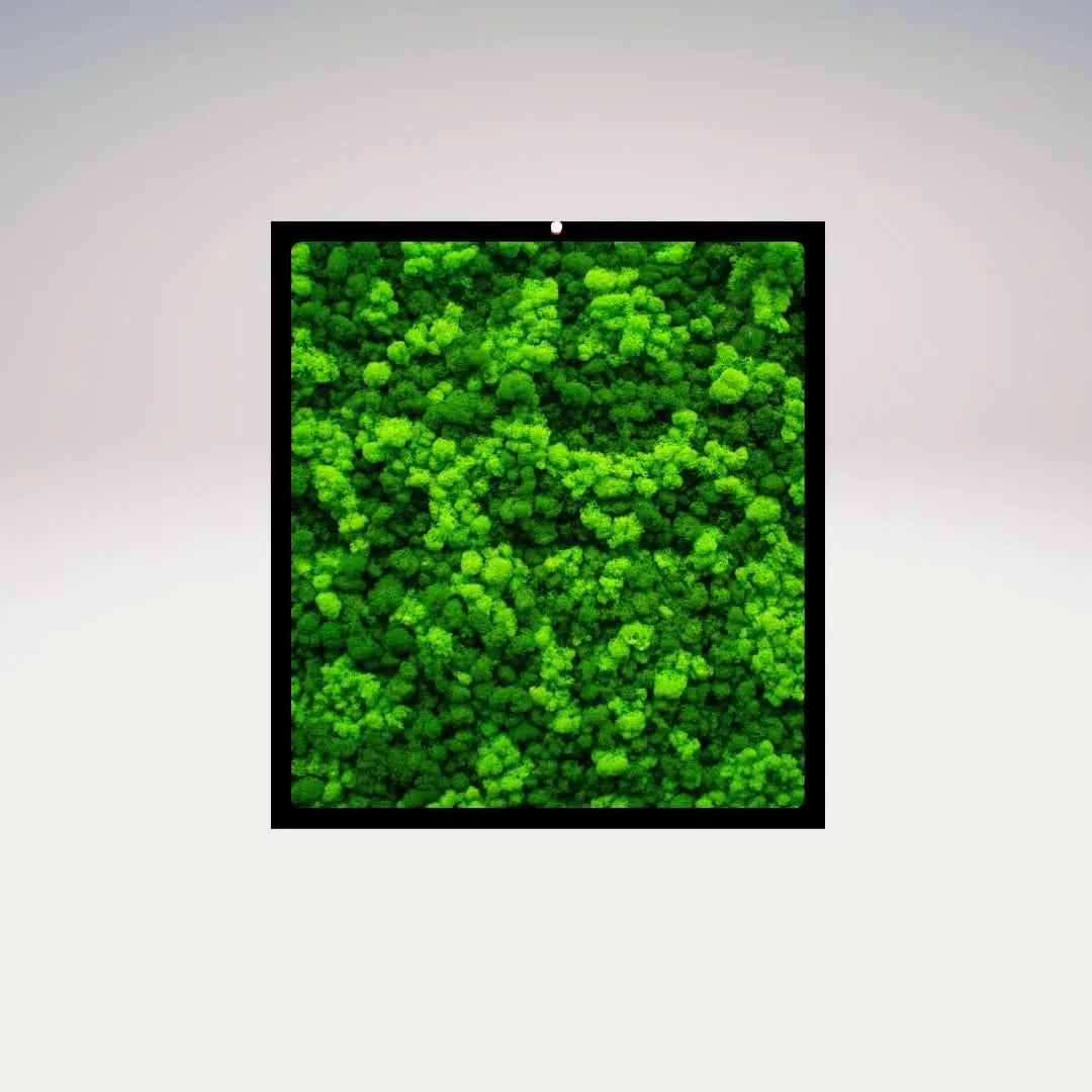 Quadro muschio stabilizzato rettangolare con cornice nera su sfondo neutro