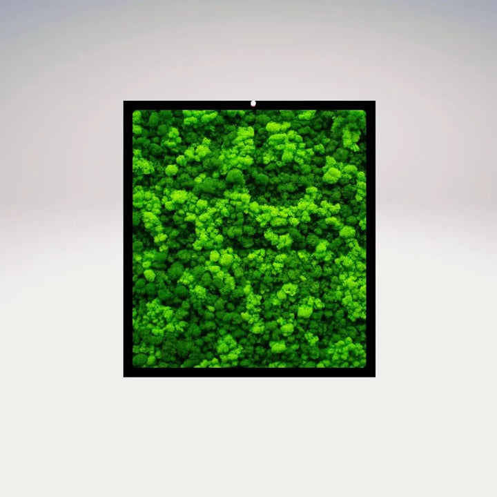 Quadro muschio stabilizzato rettangolare con cornice nera su sfondo neutro