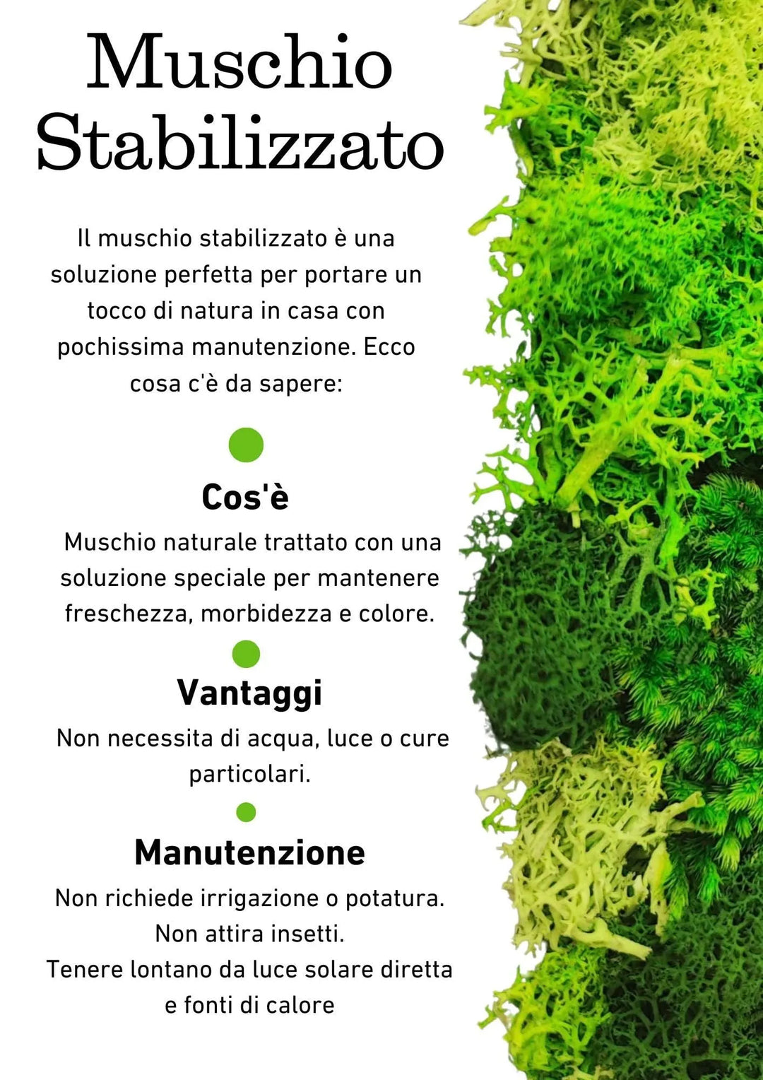 Quadro vegetale stabilizzato - infografica sui vantaggi e cura minima