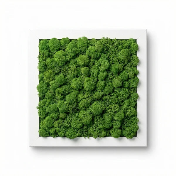 Quadro licheni stabilizzati - variante Forest Green con cornice bianca