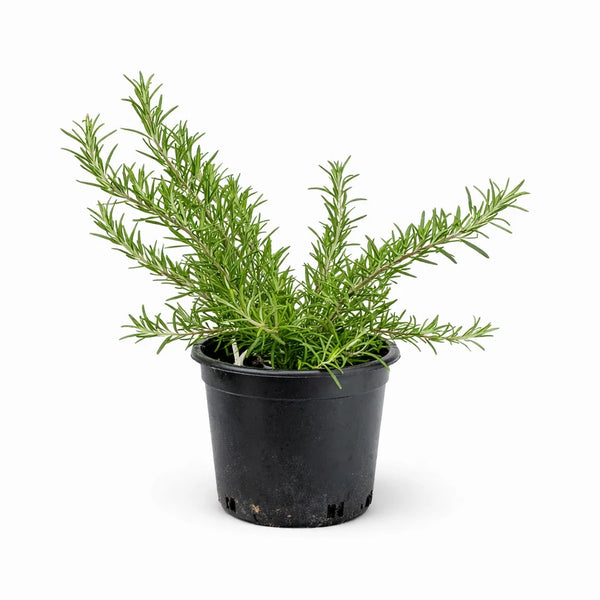 Rosmarinus officinalis prostratus D.24 H.45