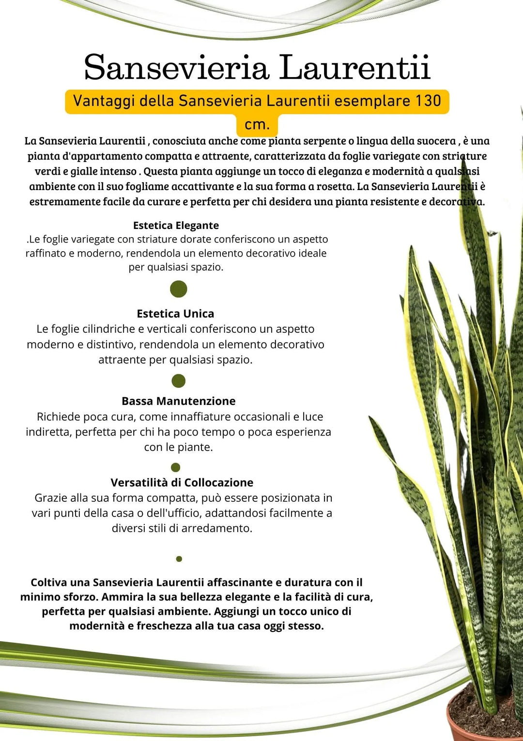 Sansevieria Laurentii 130cm - pianta intera con vaso di design scuro in un interno luminoso e minimalista