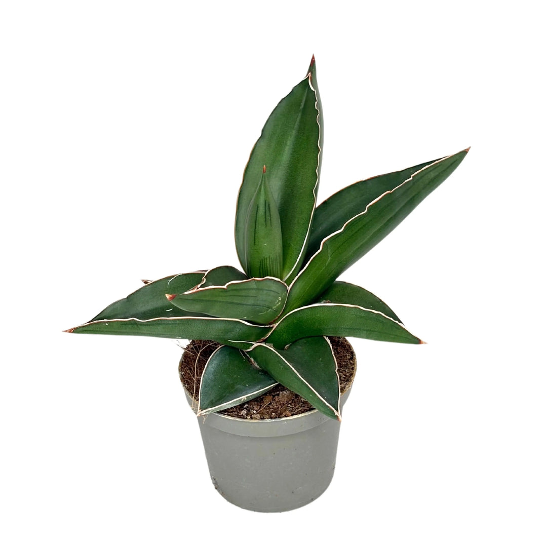 Pianta Sansevieria Samurai in vaso di plastica grigio, vista frontale su sfondo bianco

