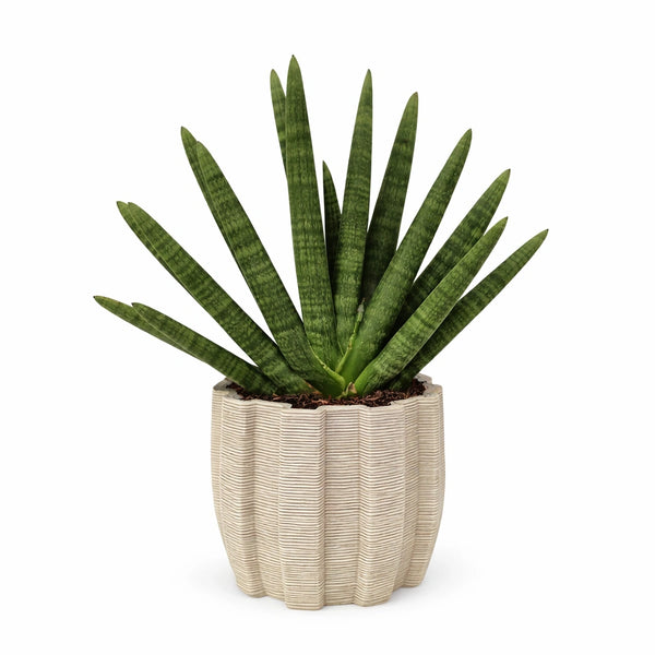 Sansevieria swasdi in vaso di ceramica artigianale Ares L. 23,5 cm