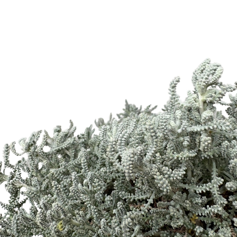 Santolina Chamaecyparissus - dettaglio dei fiori gialli a bottone e del fogliame aromatico