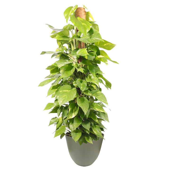 Pothos Aurea rampicante - pianta con foglie larghe e variegate su tutore in fibra di cocco
