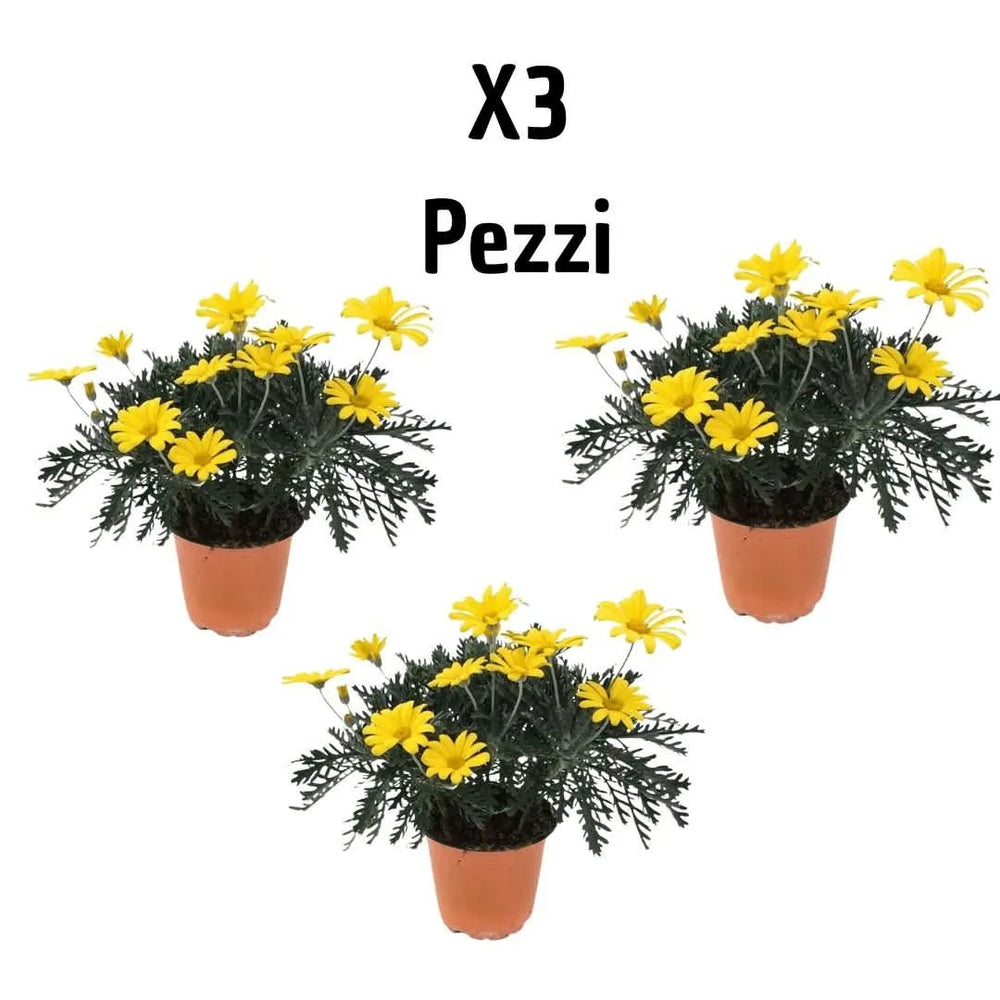 Set Euryops piante - composizione di 3 piante fiorite in vaso per esterni