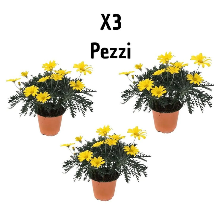 Set Euryops piante - composizione di 3 piante fiorite in vaso per esterni