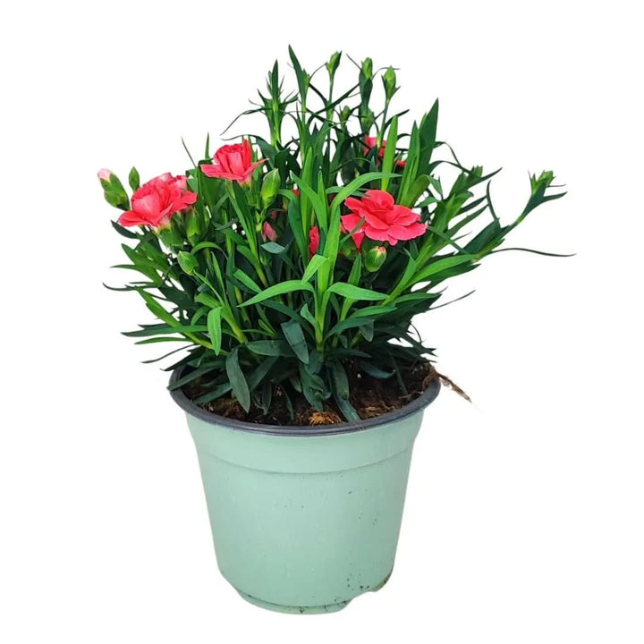 Garofano Peman - Dettaglio di fiori di garofano rosa in piena fioritura