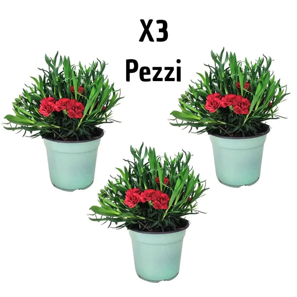 Garofano Peman - Set da 3 piante di garofano rosso in vaso su un balcone soleggiato