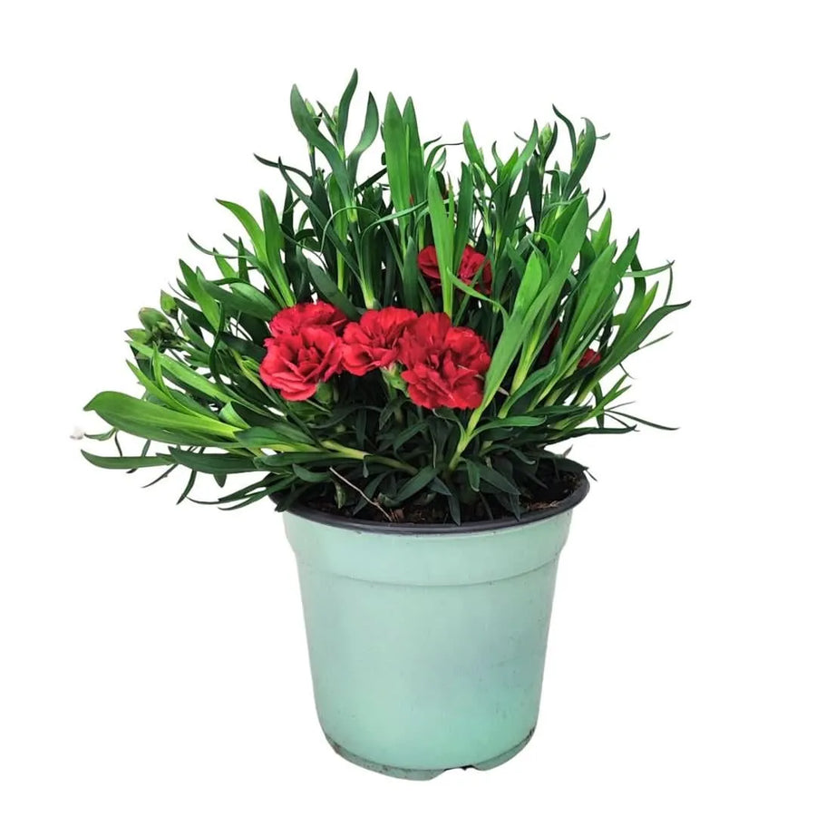 Garofano Peman Colori Mix - Pianta singola di garofano rosso in vaso D.14, pronta per la fioritura