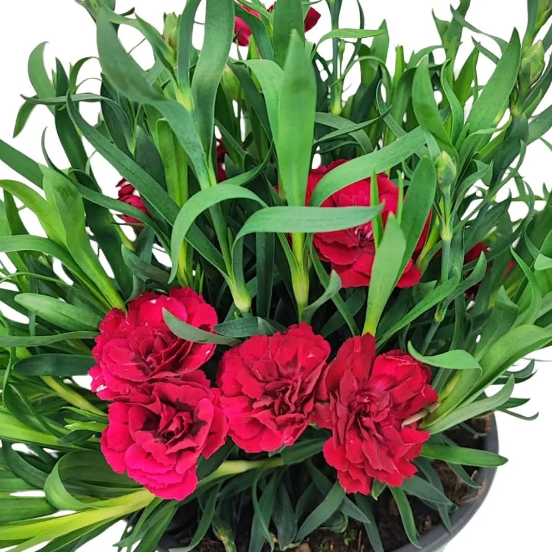 Garofano Peman Colori Mix - Fiori di garofano rosso scuro su una pianta compatta in vaso