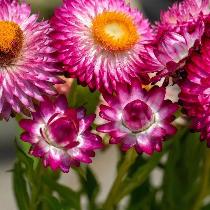 Arredamento casa piante - fiori rosa e viola di Helichrysum per essiccazione