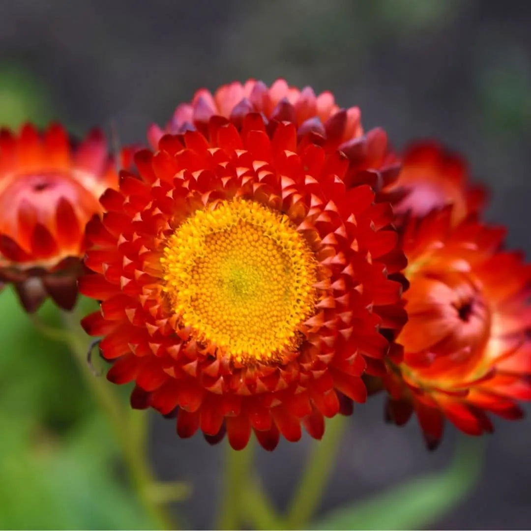 Acquista piante - dettaglio fiore rosso e giallo di Helichrysum