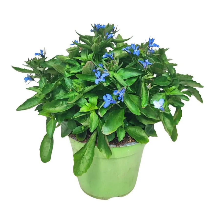 Set piante Lobelia - Lobelia in vaso Ø14 cm con fiori blu intenso, pianta compatta da esterno