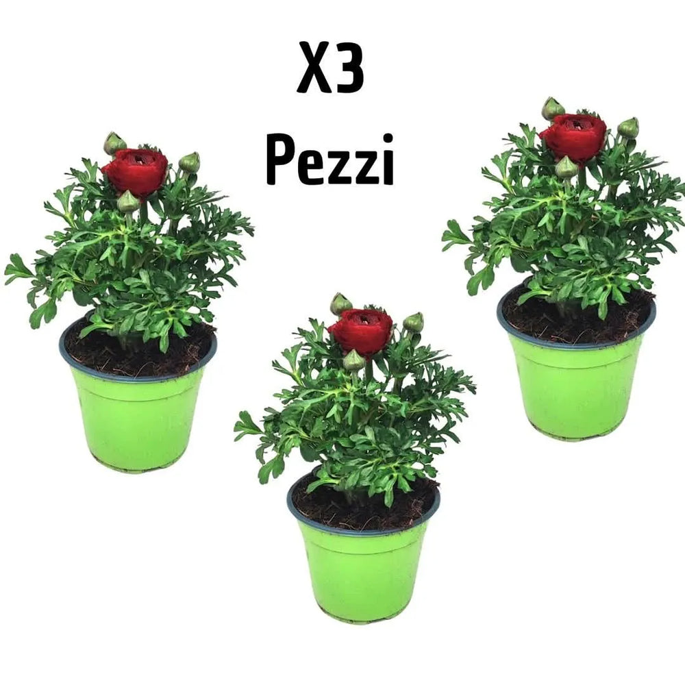 Set 3 piante Ranuncolo colori mix - assortimento di ranuncoli in vaso