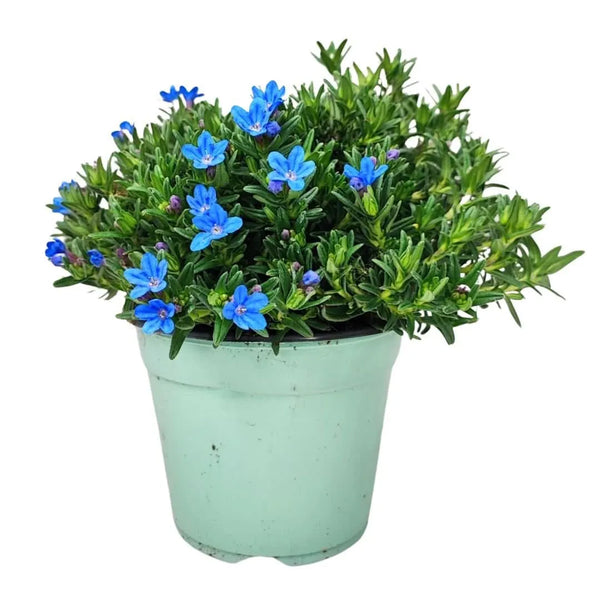 Set piante di Lithodora D. 14 cm H. 20 cm
