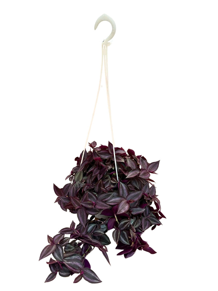 Tradescantia Zebra pianta pendente da interno vera in vaso appeso con foglie viola e argentate