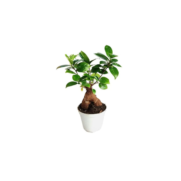 Bonsai Ficus Ginseng in vaso piccolo per terrarium fai-da-te