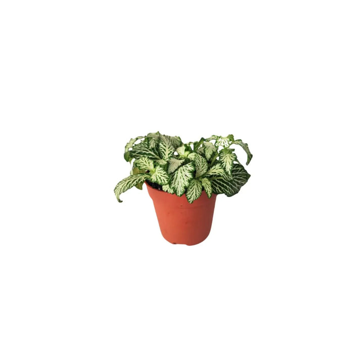 Fittonia bianca con foglie variegate, pianta da terrarium
