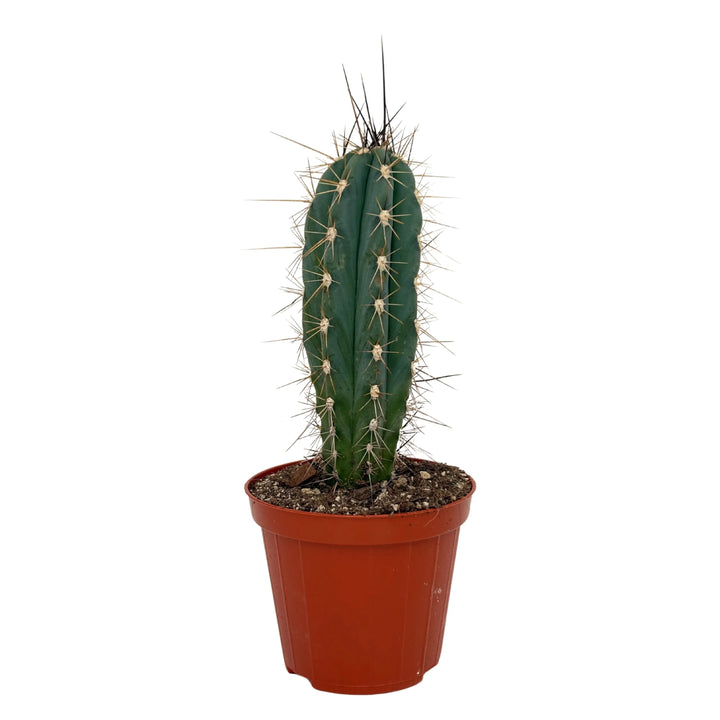 Cactus singolo allungato con spine distanziate


