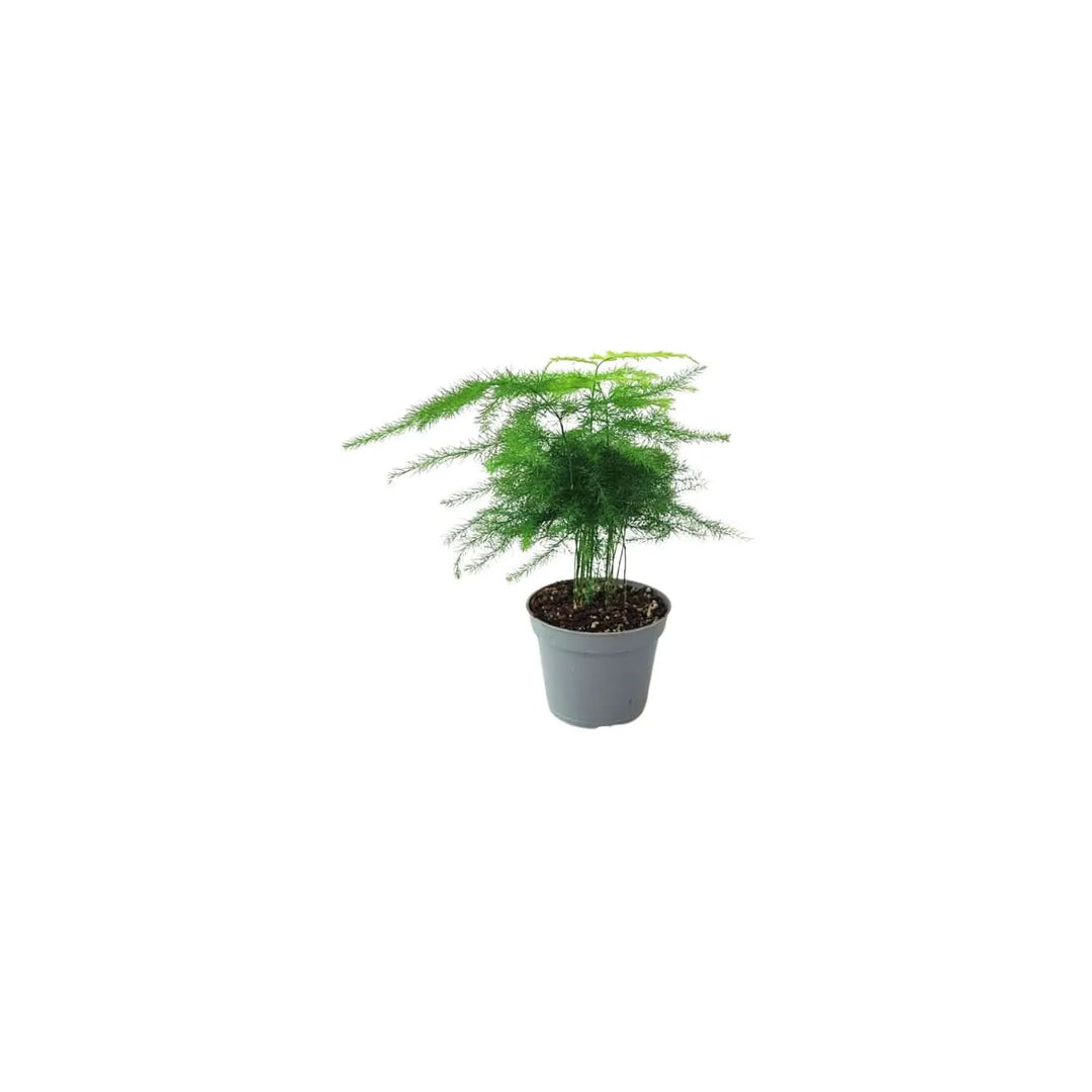 Asparagus per terrarium - fronde leggere perfette per ecosistemi in vetro
