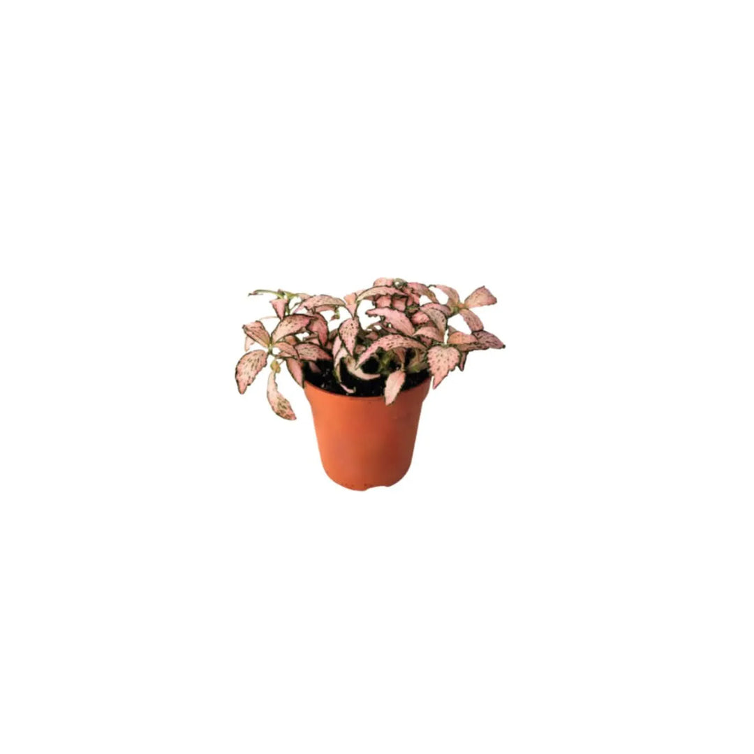 Fittonia con foglie rosate, delicata e decorativa. Dona un tocco di dolcezza alla composizione.

