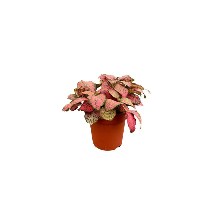 Fittonia con tonalità rosse vivaci, perfetta per composizioni dal forte impatto cromatico.

