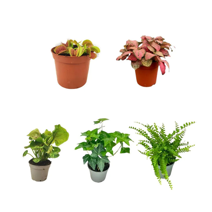 cinque pianrine per terrarium una pianta carnivora e quatro piantine verdi 