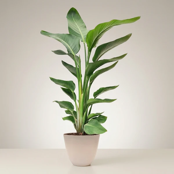 strelitzia-nicolai-vaso-avorio-sfondo-neutro