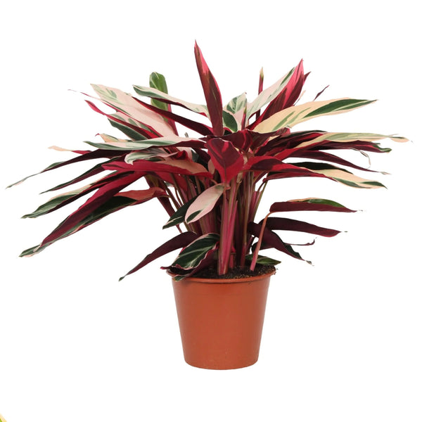 Stromanthe 'Triostar' D. 19 cm H. 80 cm SO