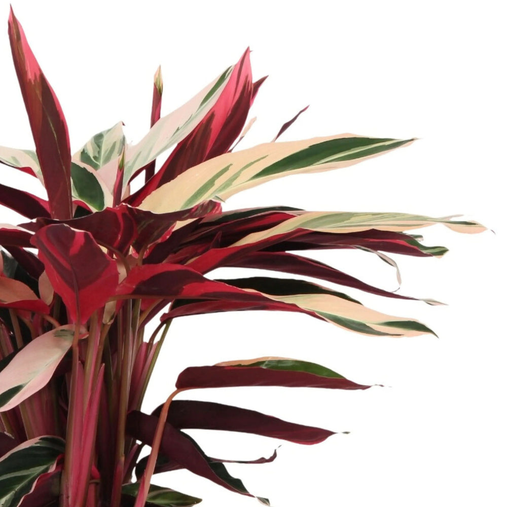Stromanthe Triostar foglie - dettaglio foglie variegate rosa, verdi e crema