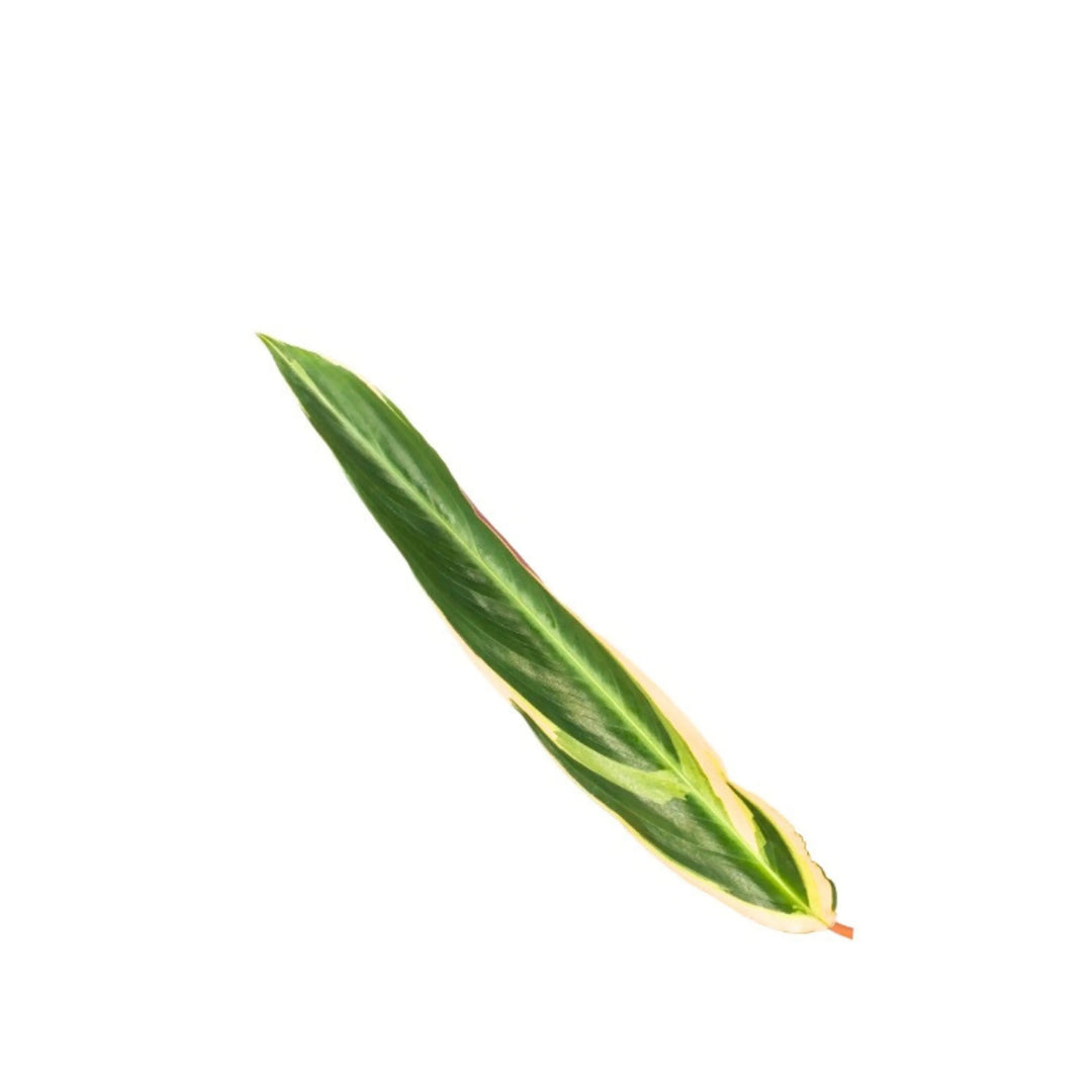 Stromanthe Triostar foglia singola - foglia con sfumature rosa e verdi